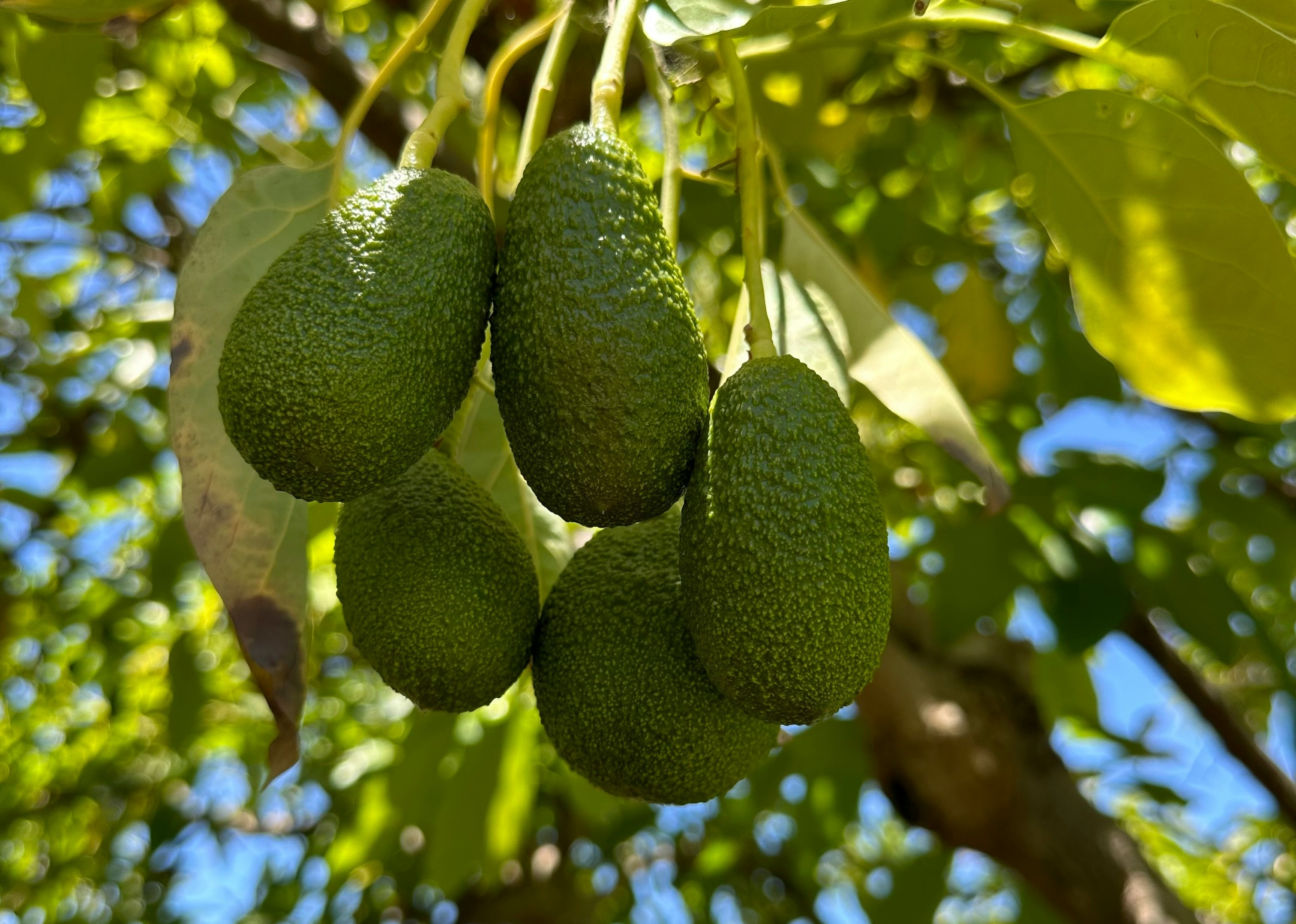 Avocado image