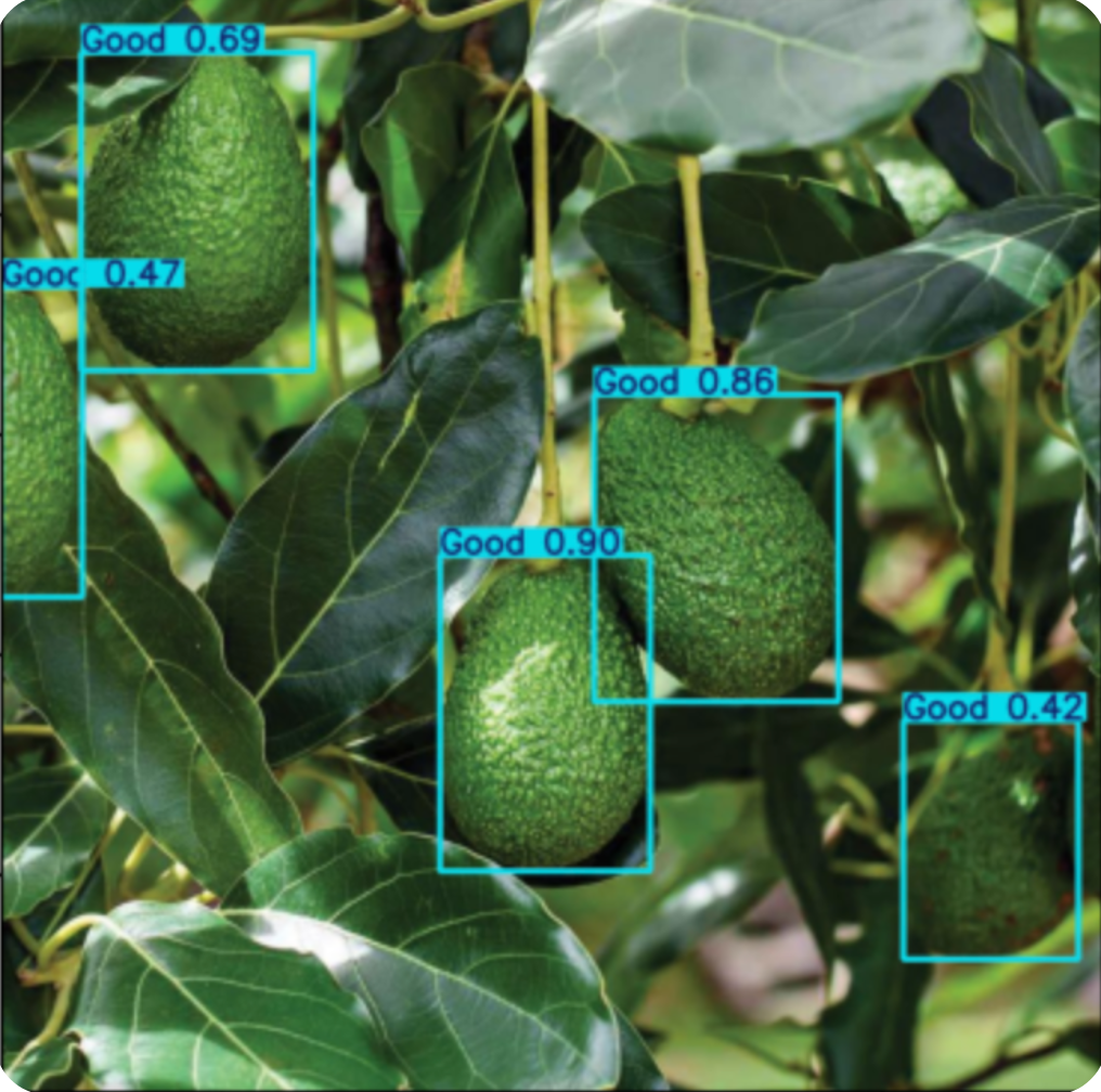 avocado analyzed with HarVis