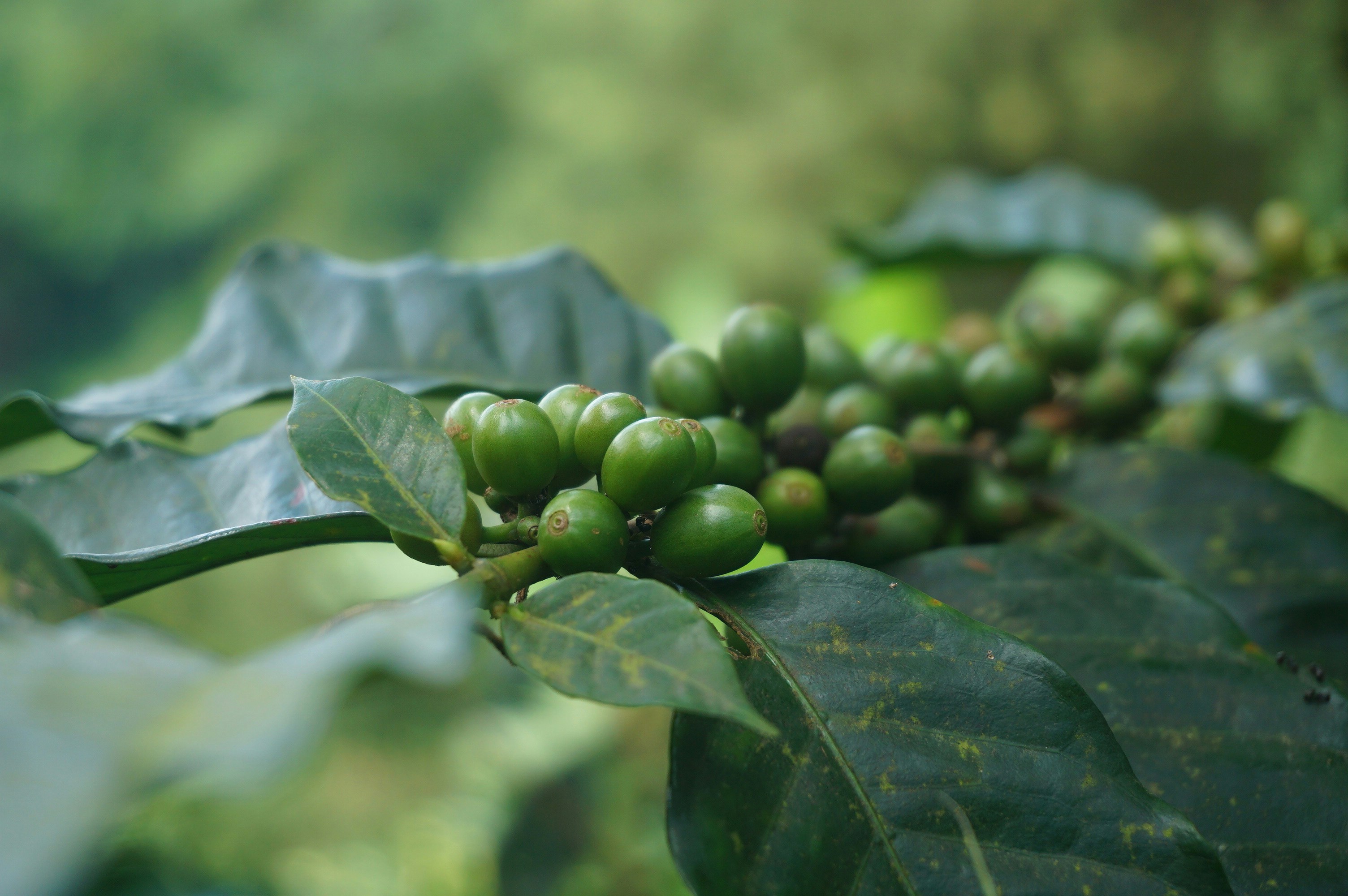 Cofee image