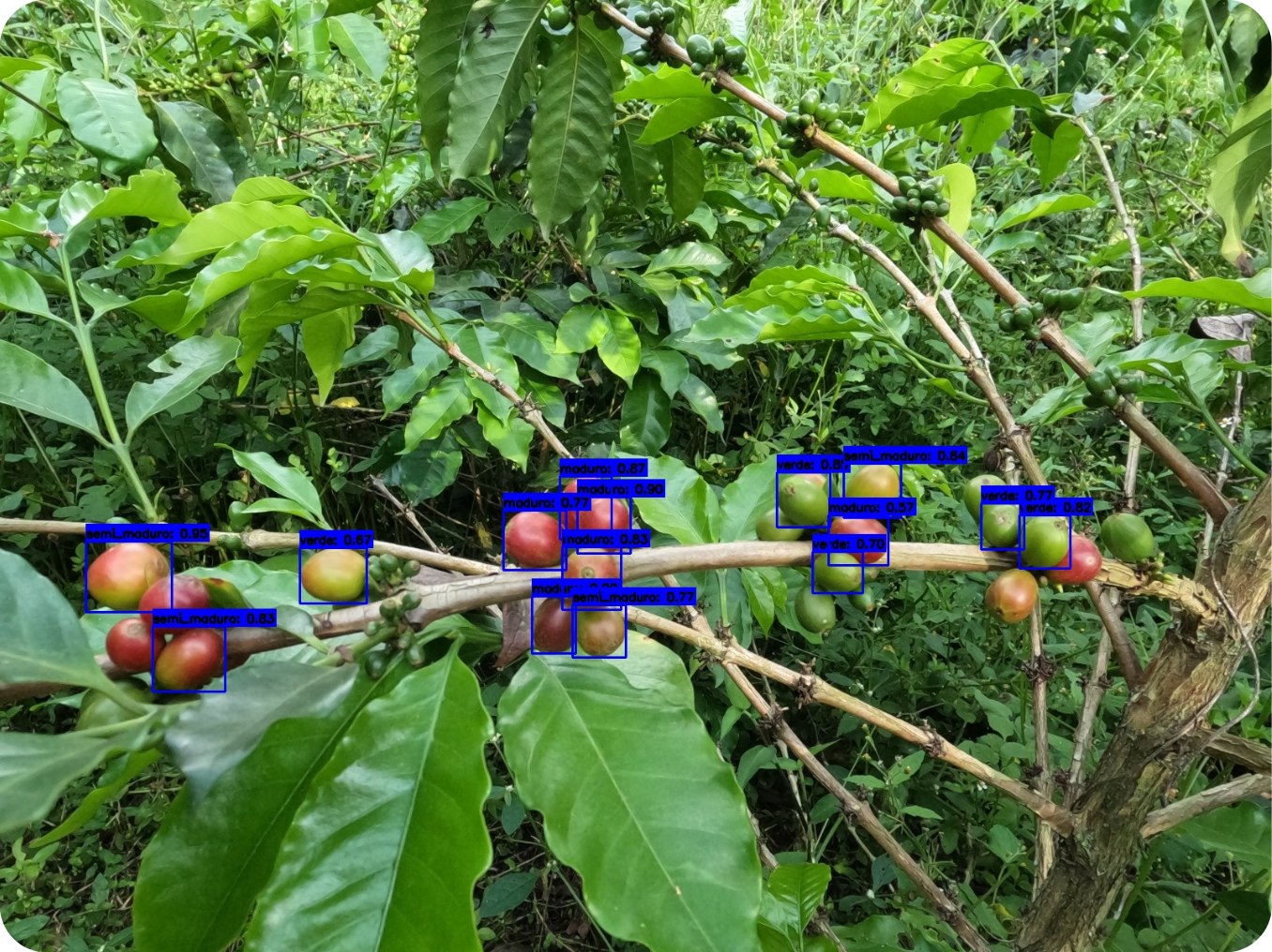 coffee image analyze with HarVis