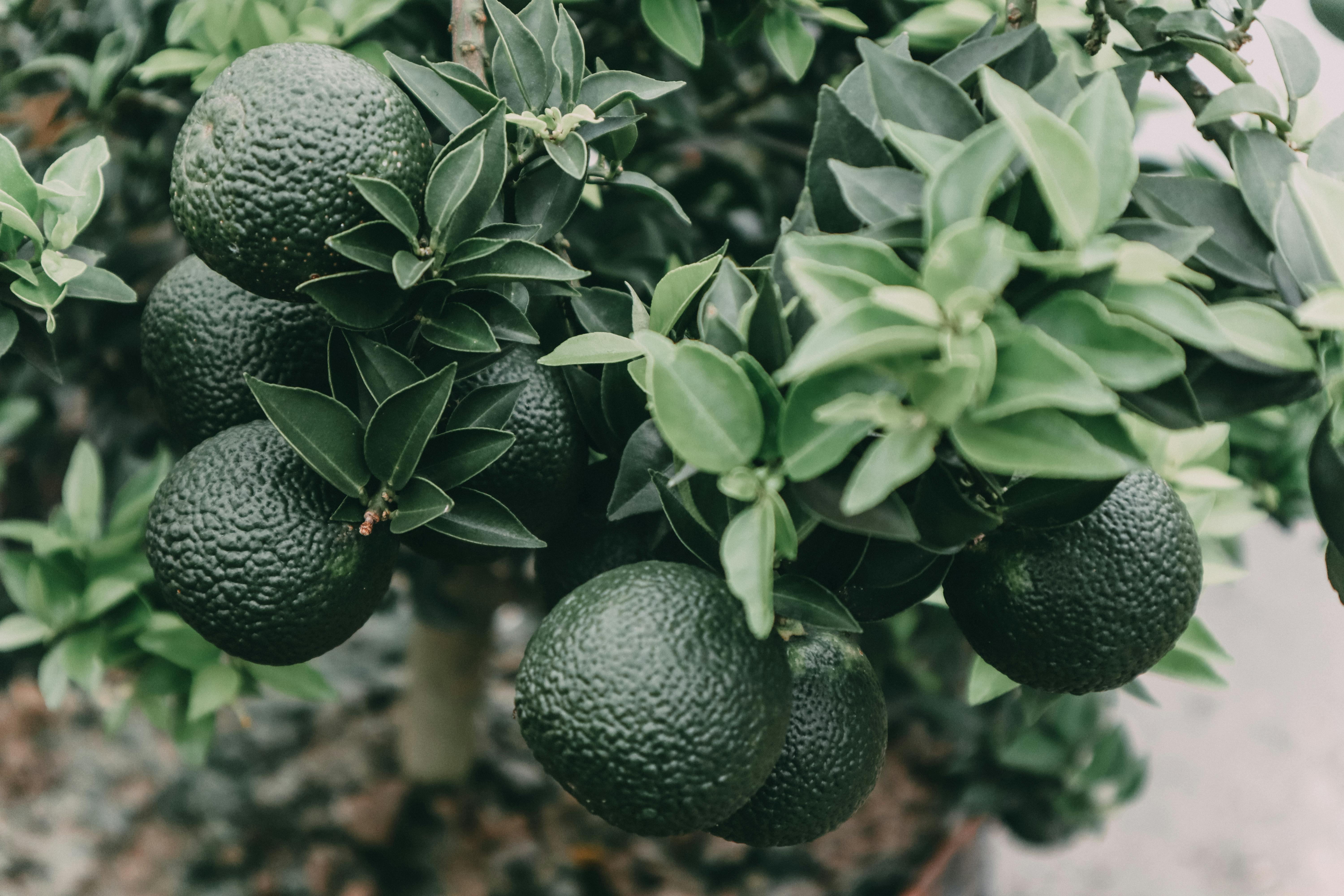 Lemon image