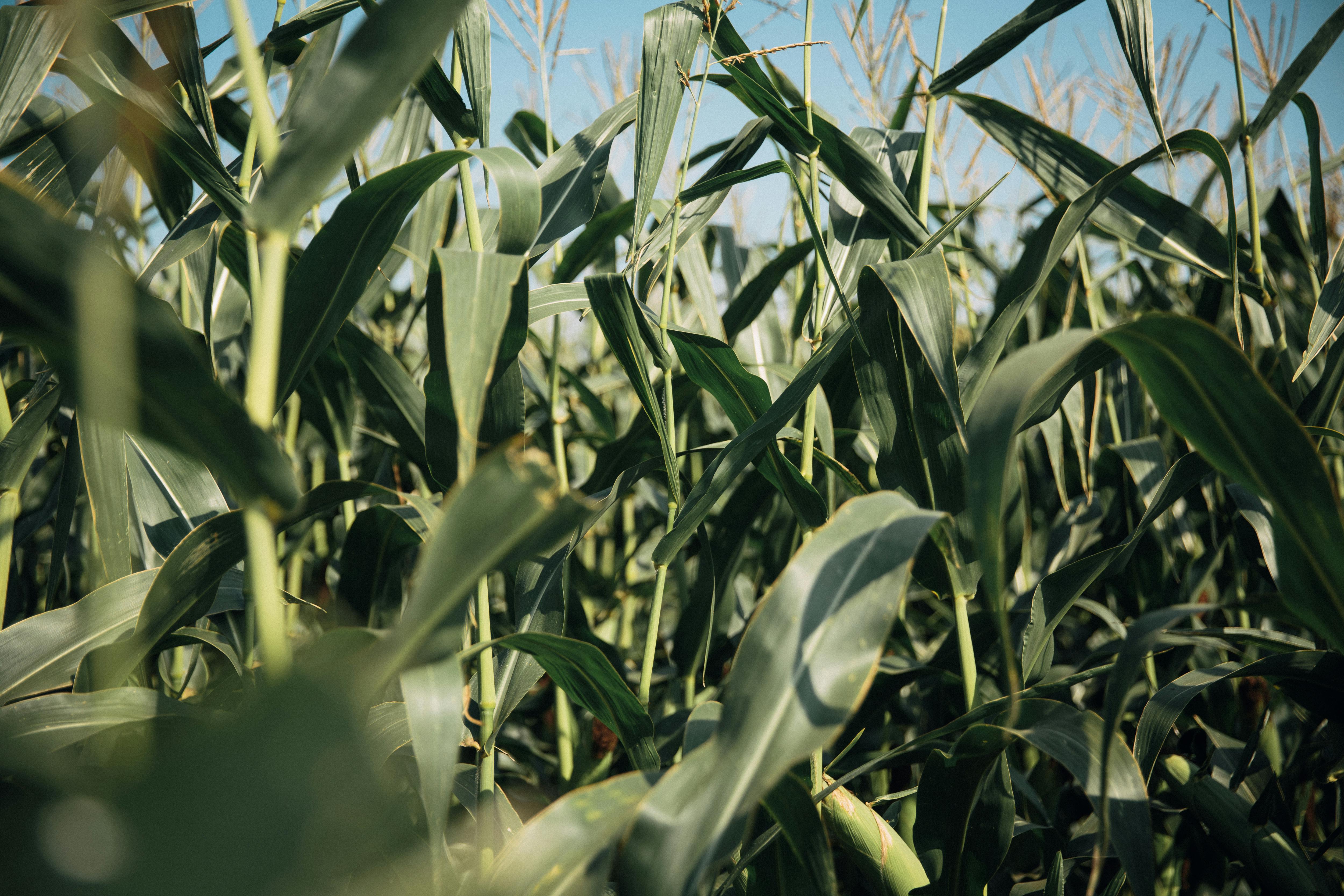 Sugarcane image